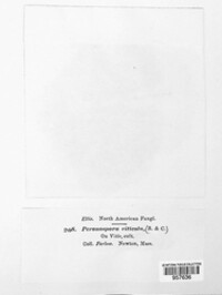 Plasmopara viticola image